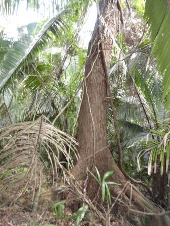 Bacab Eco Jungle Mahagony Tree
