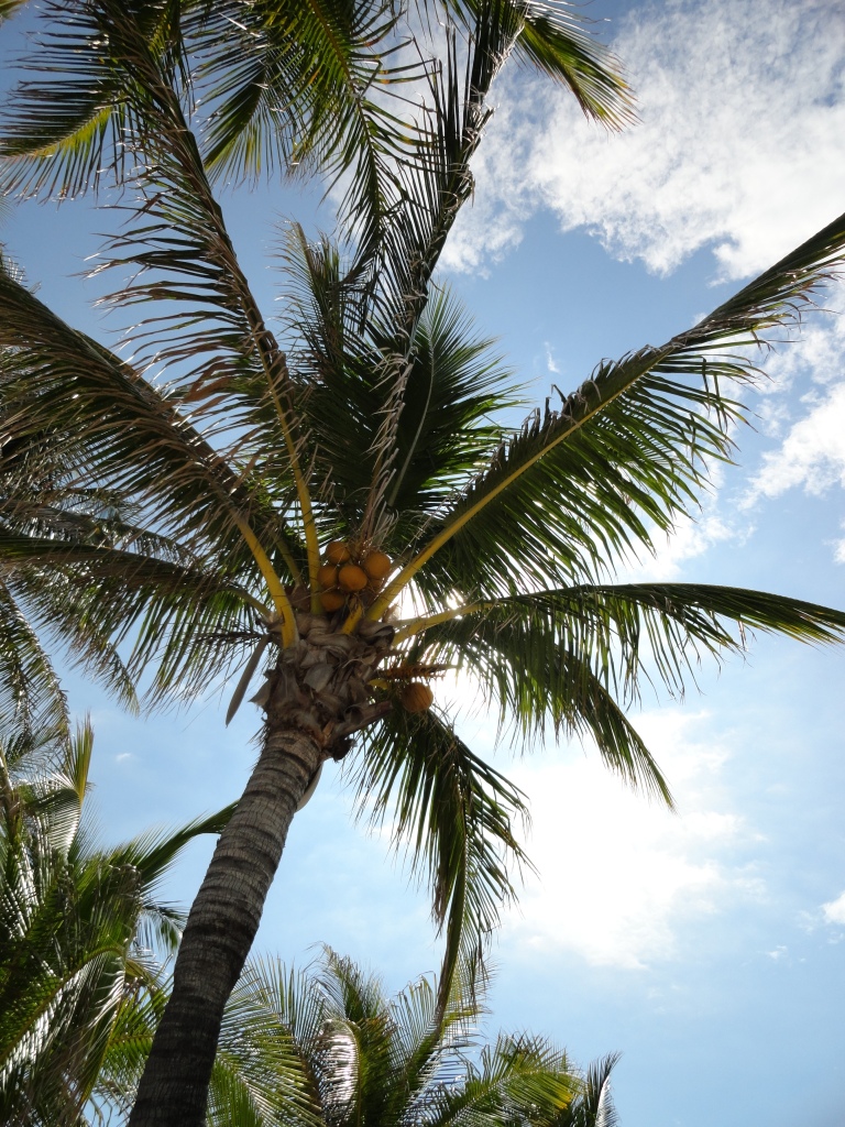 Coconut Tree Coco Cay