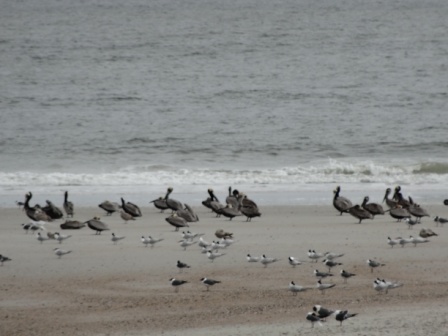 Fort Clinch Pelicans