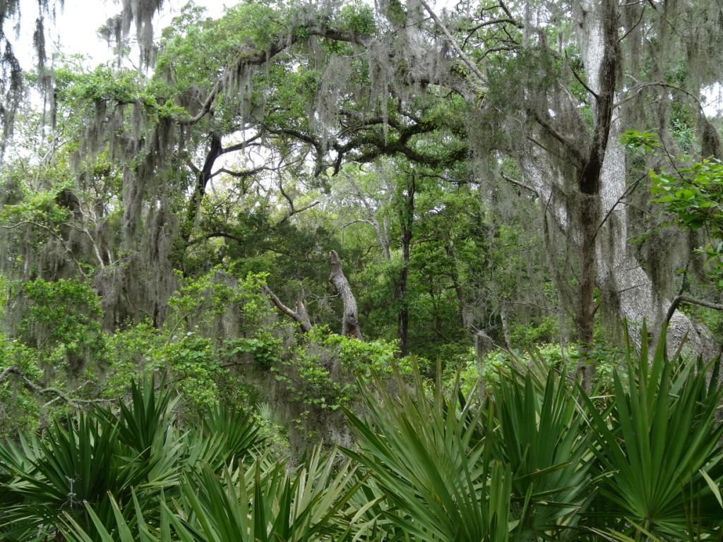 Fort Clinch Spanish Moss