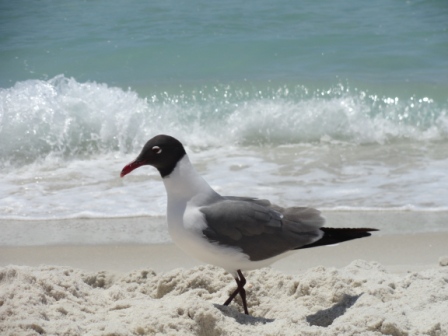 Panama City Beach Sea Gull